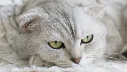 永城伴游，定制QQ：3494206190微信：act1322